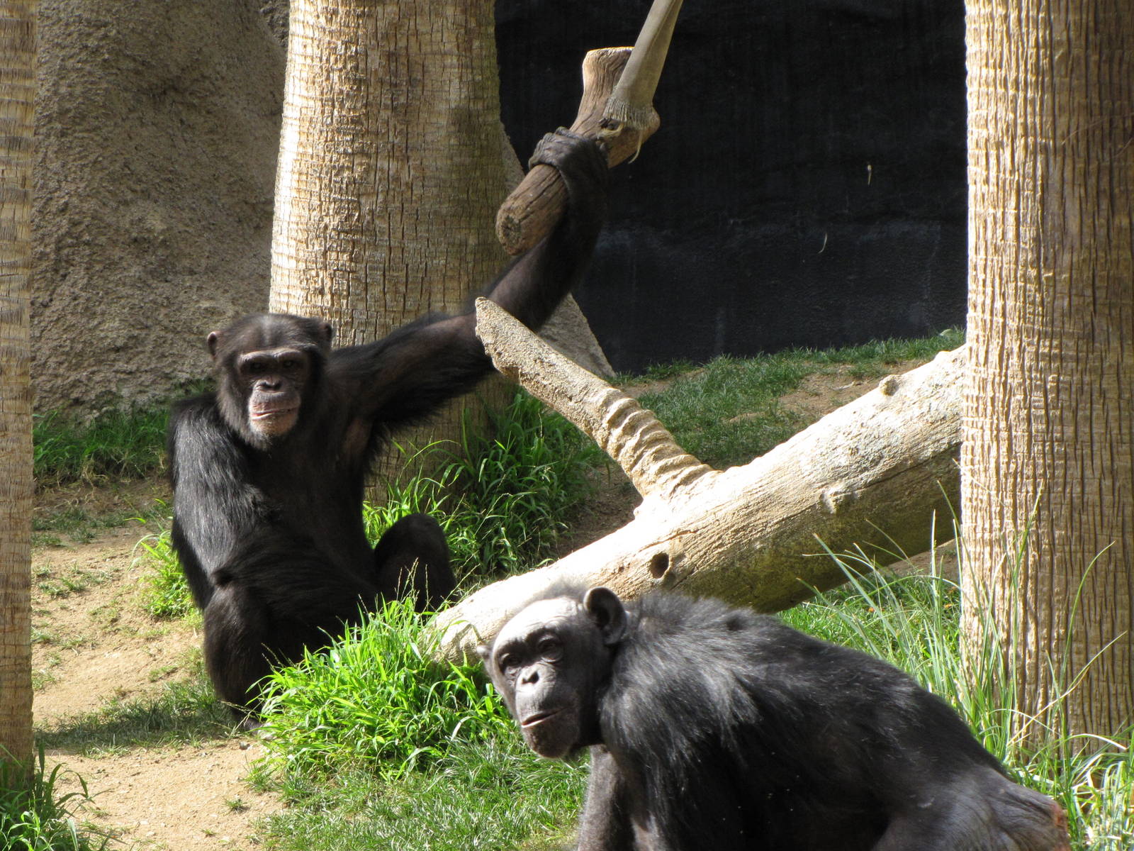 Chimpanzees