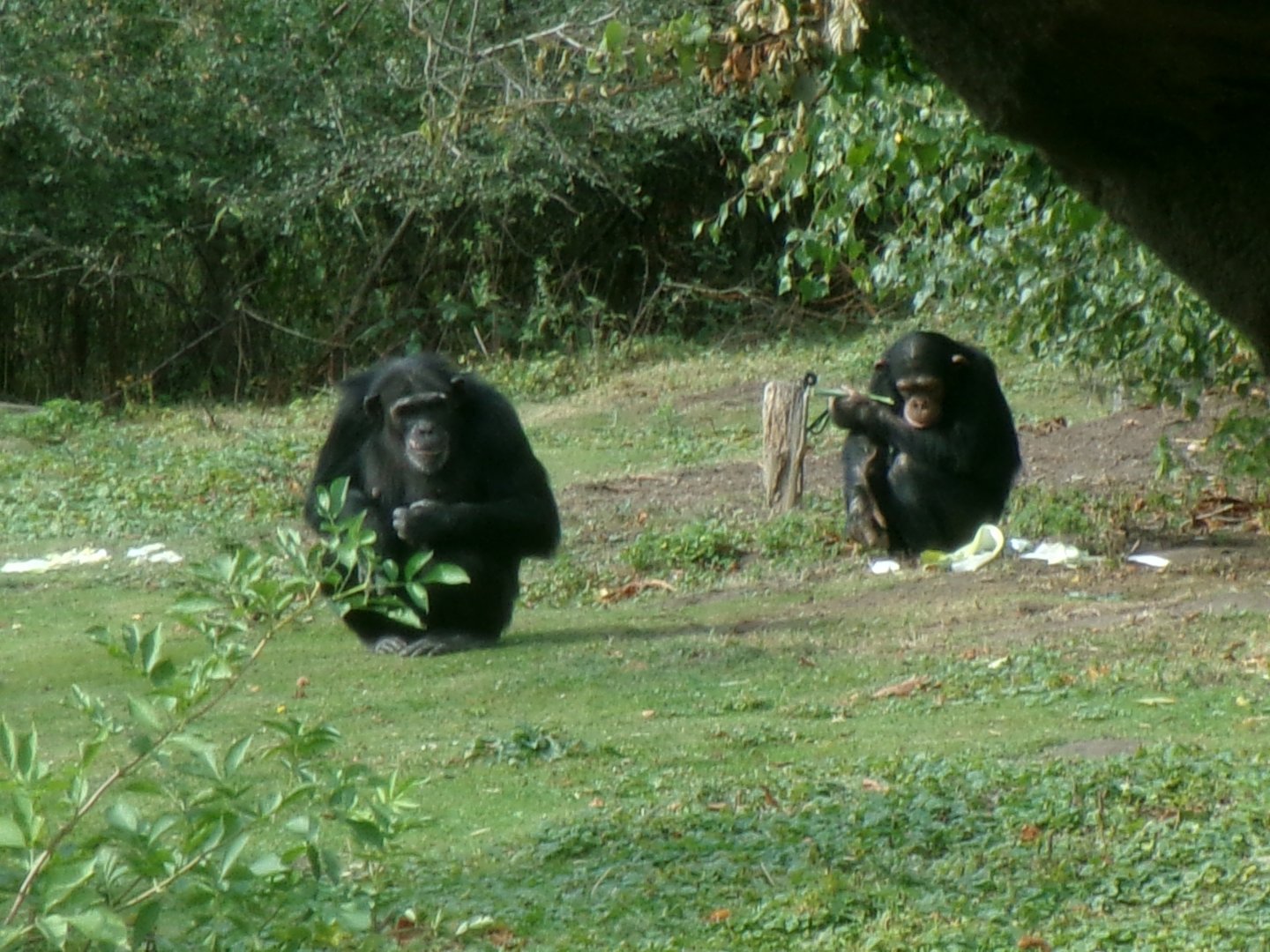 Chimpanzees