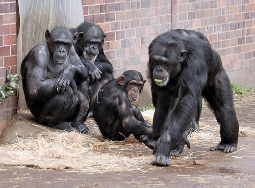 Chimpanzees