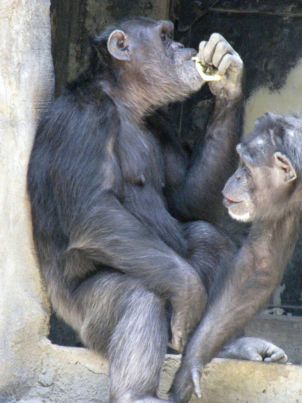 Chimpanzees