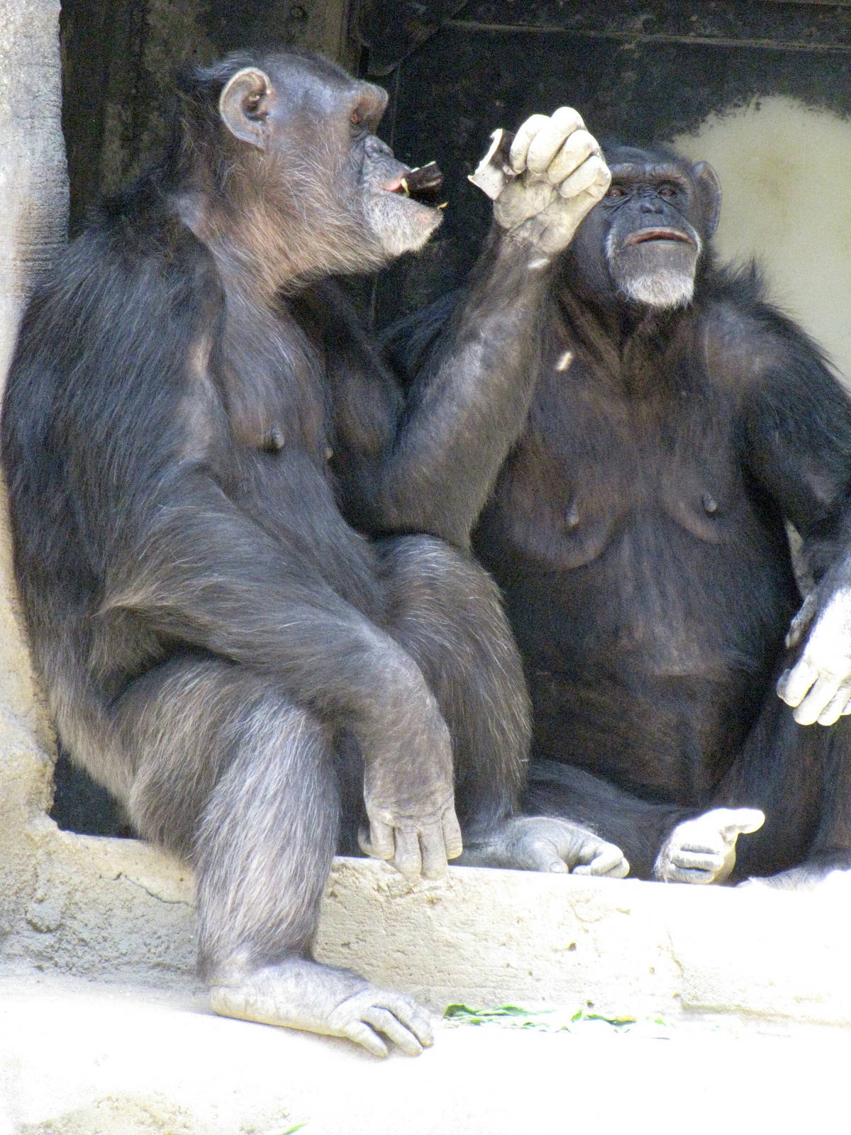 Chimpanzees