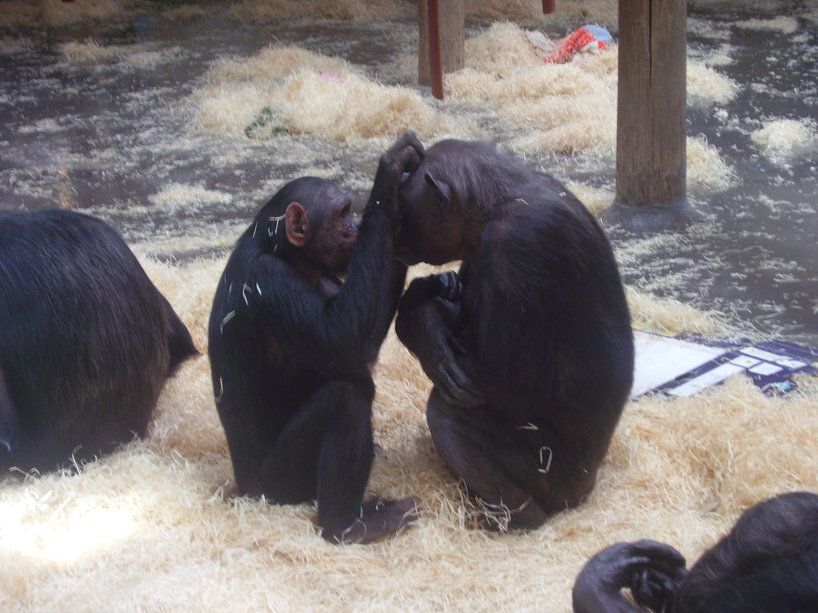 Chimps - 2008