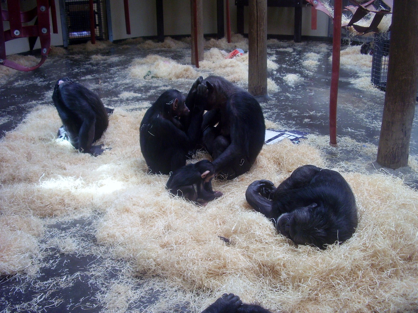 Chimps - 2008