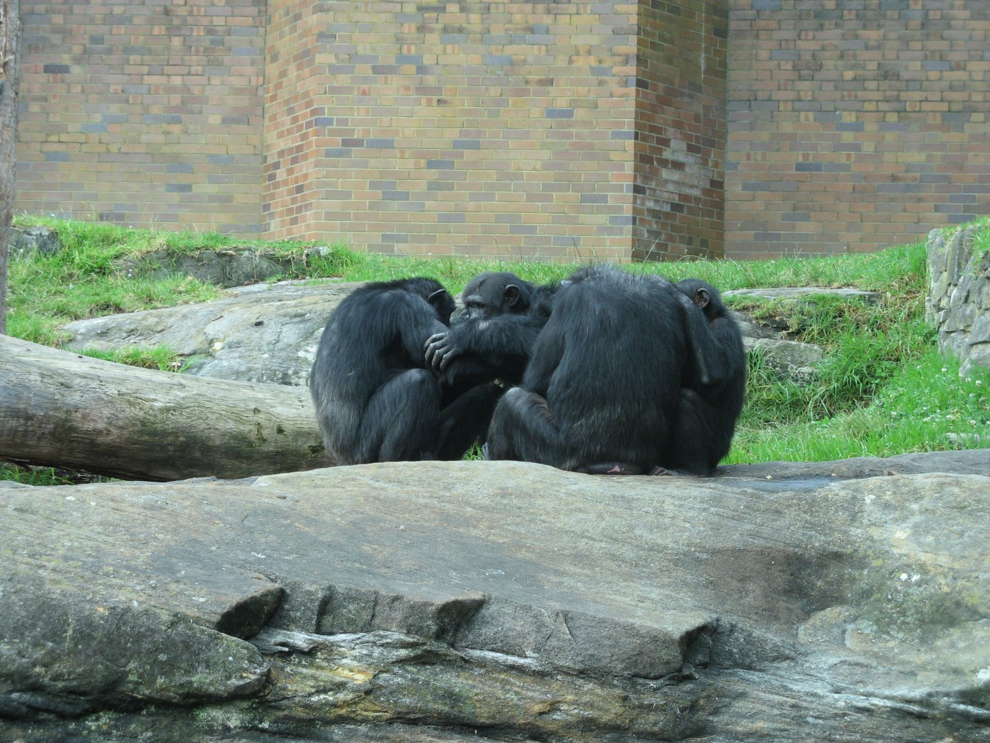 Chimps (2008)