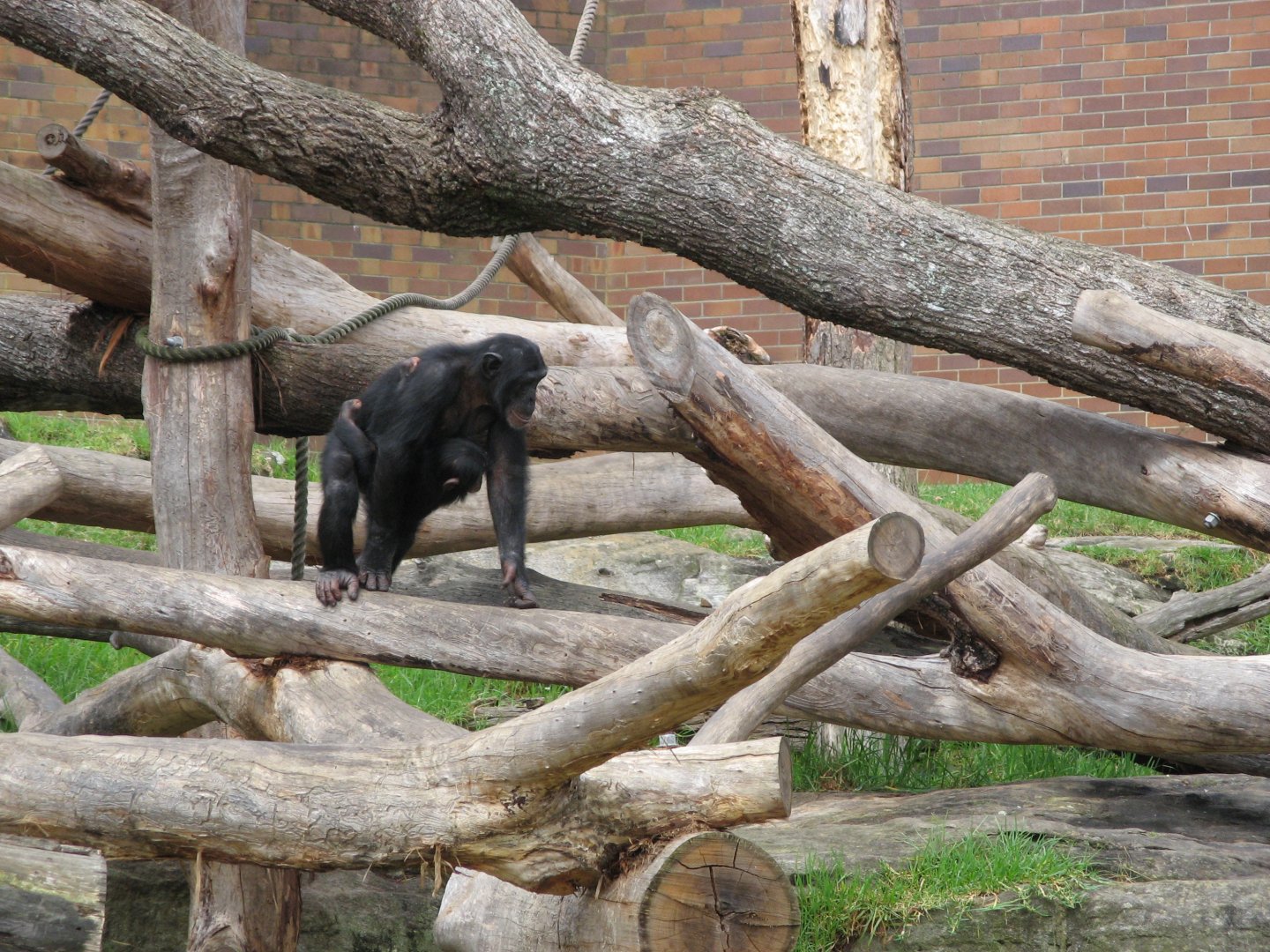 Chimps (2008)
