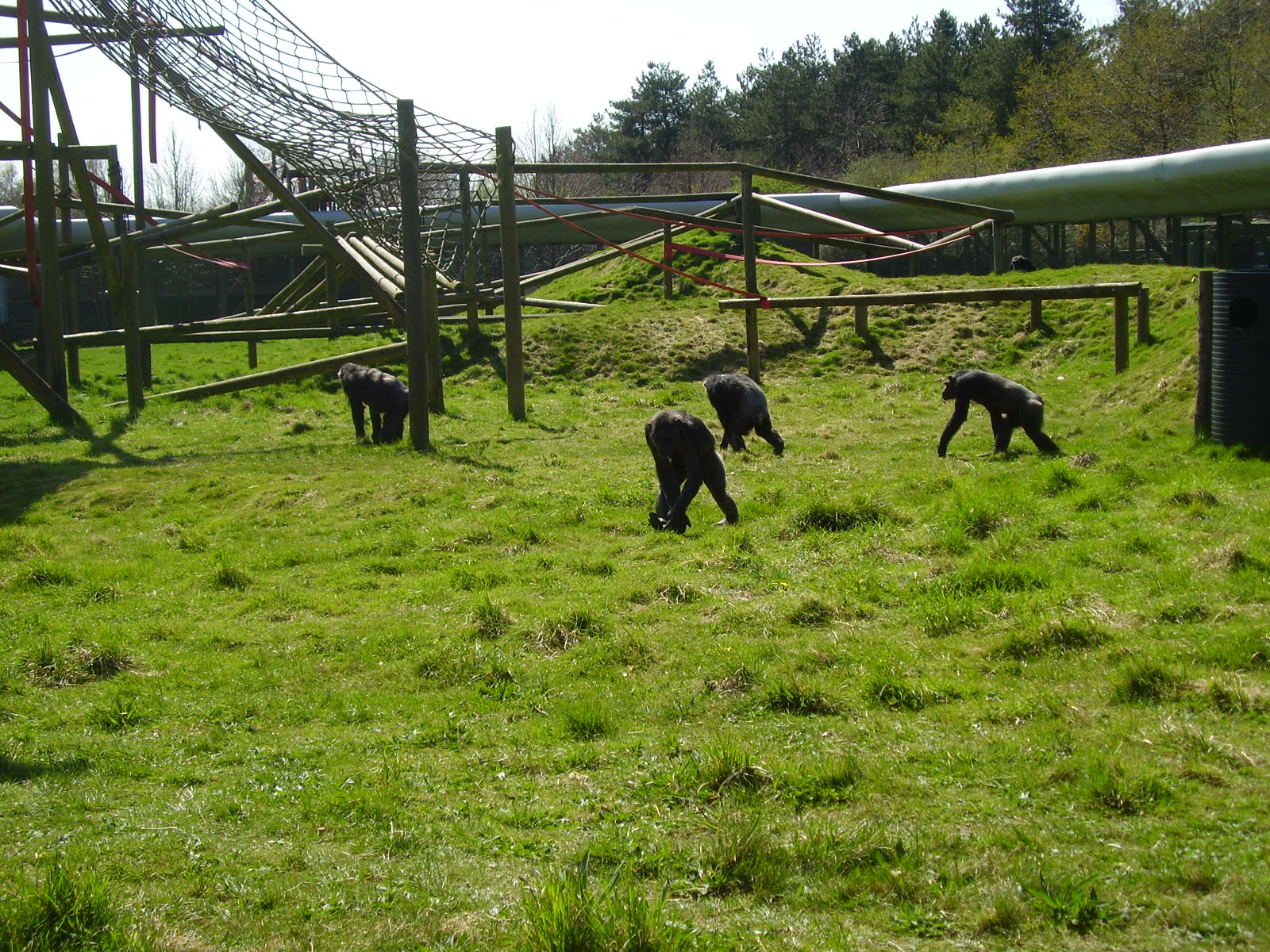 Chimps - 2009
