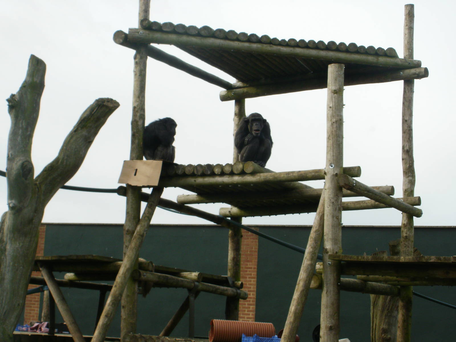 Chimps - 28.10.2010