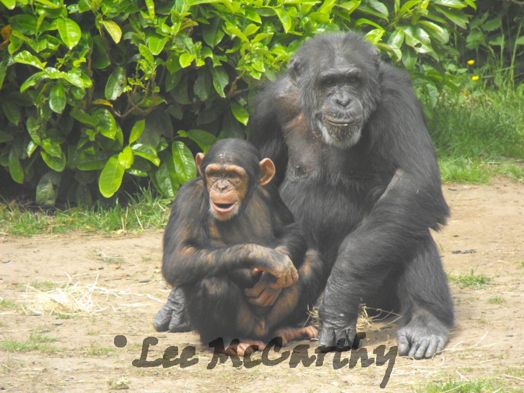 Chimps 6th June 2010
