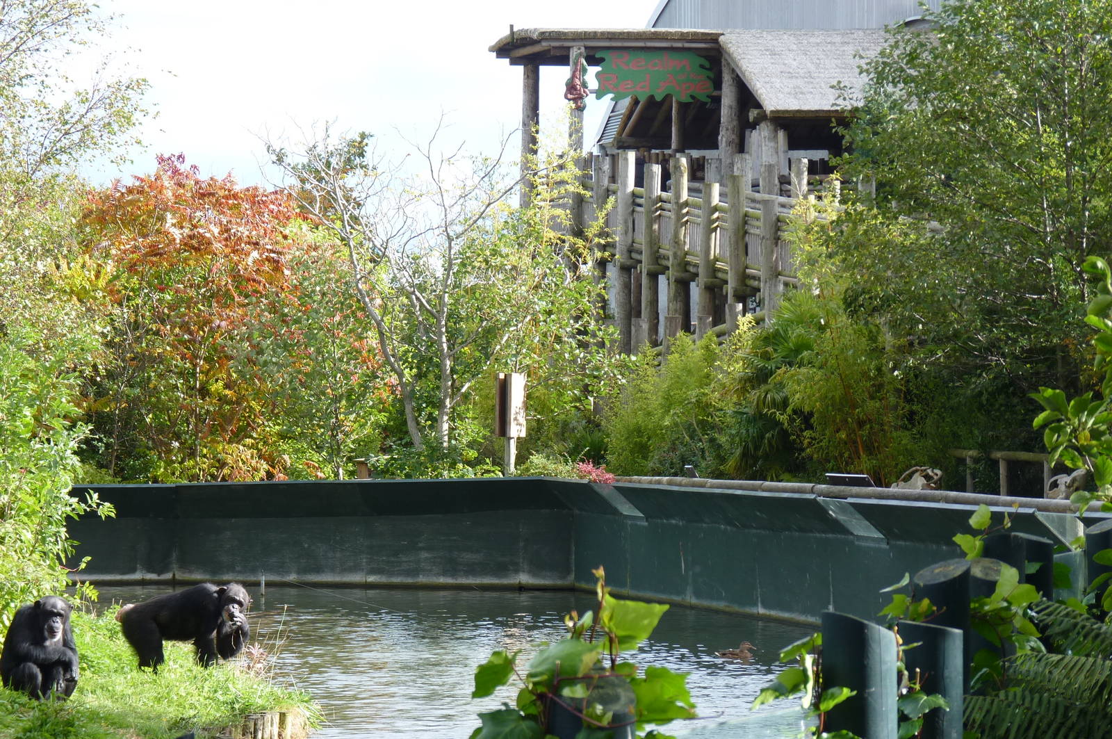 Chimps and Realm of the Red Ape, 16 October 2012