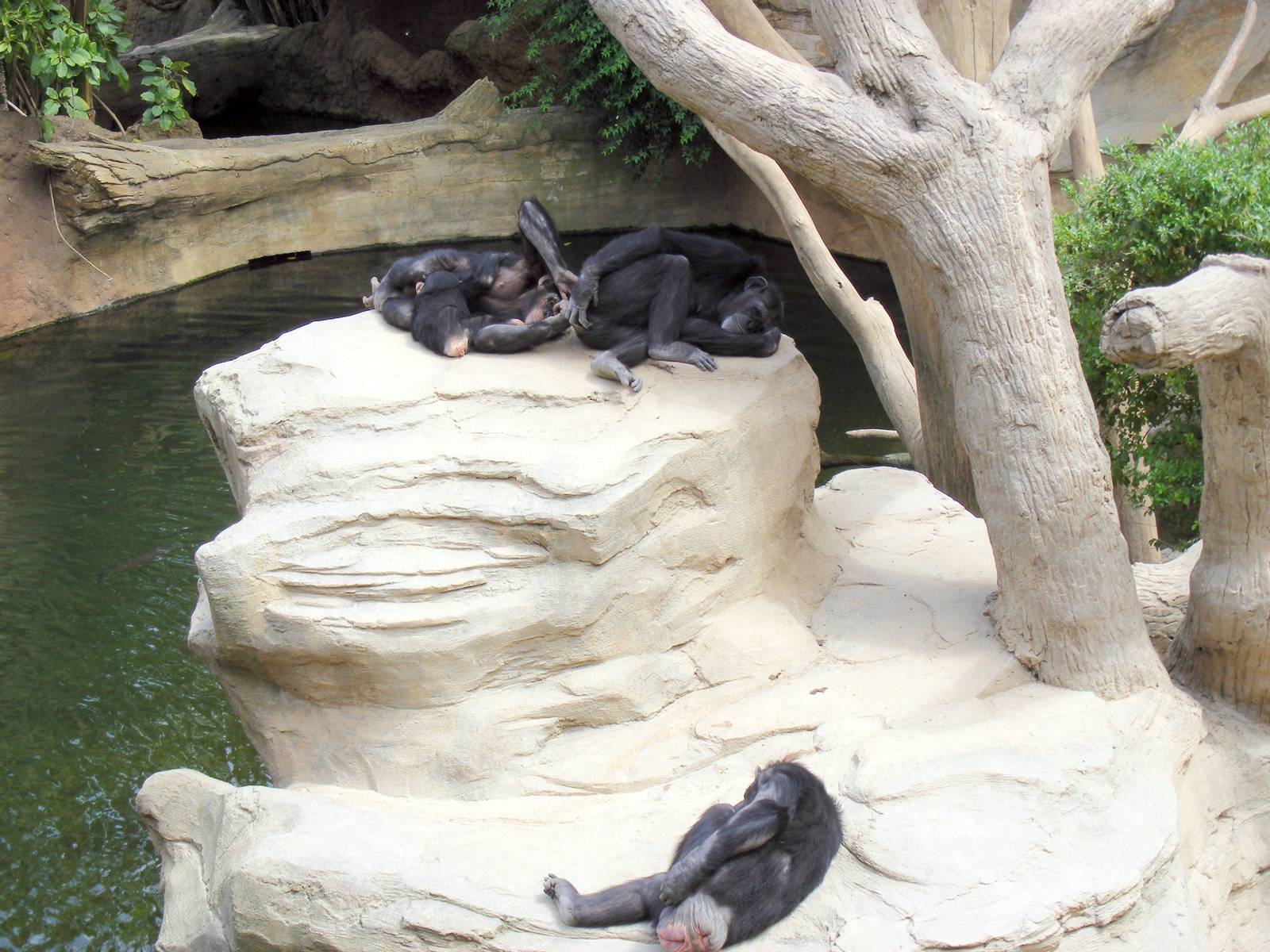Chimps at Fuengirola Zoo, 30 April 2009