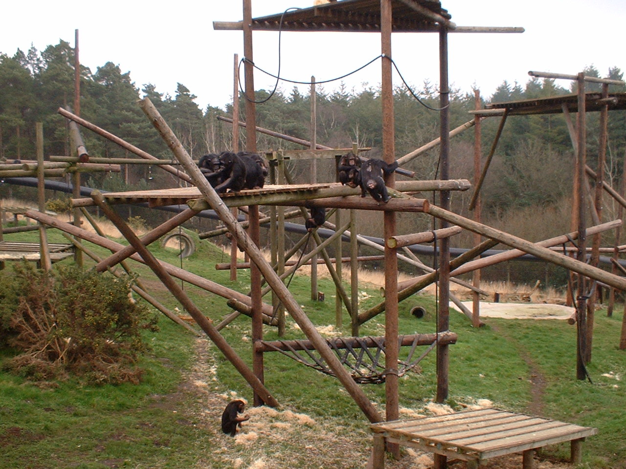 Chimps at Monkey World, 14 February 2004
