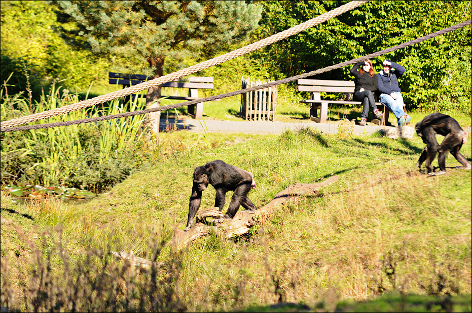 Chimps at Serengeti Park