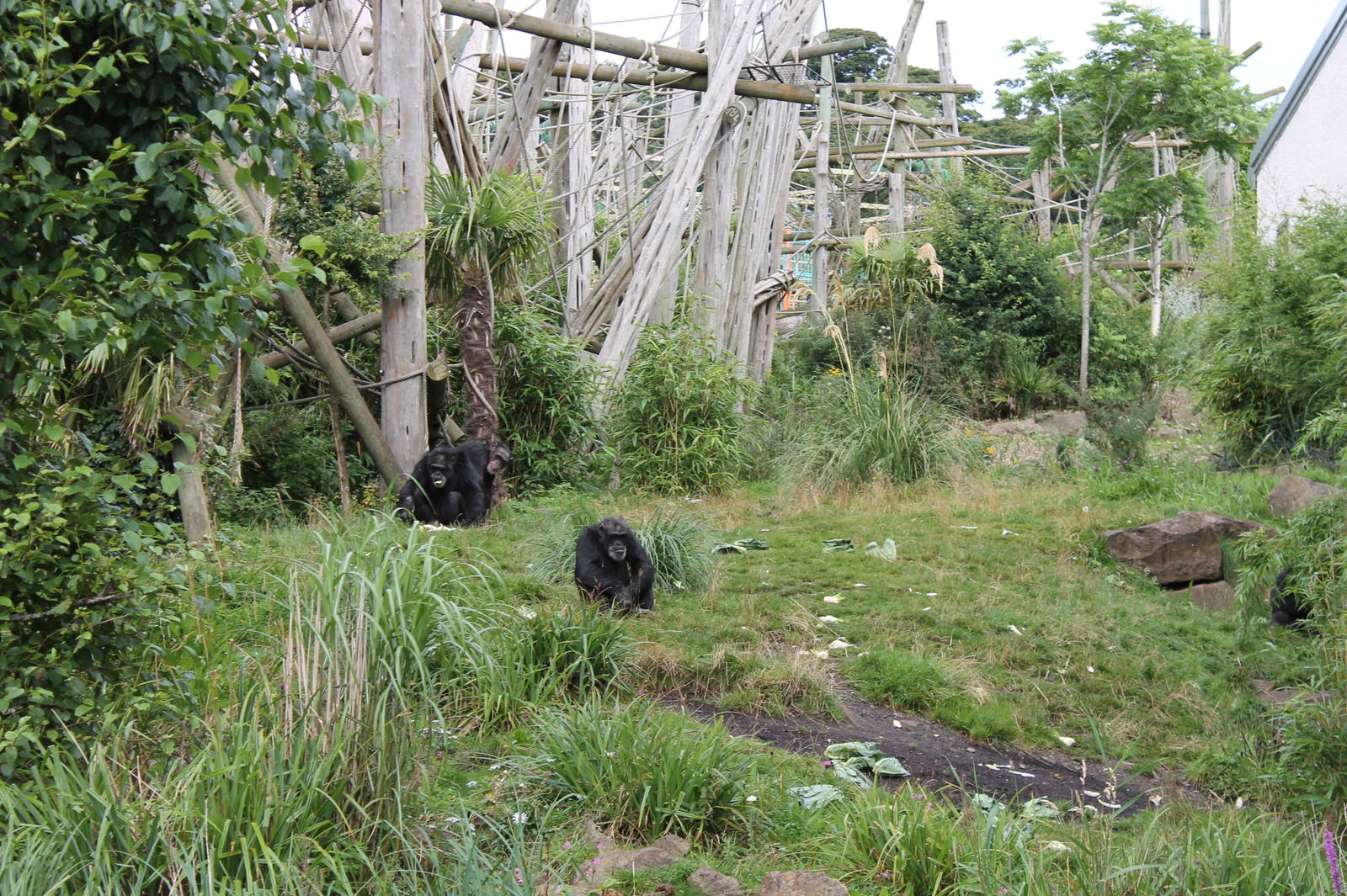 Chimps - August 2012