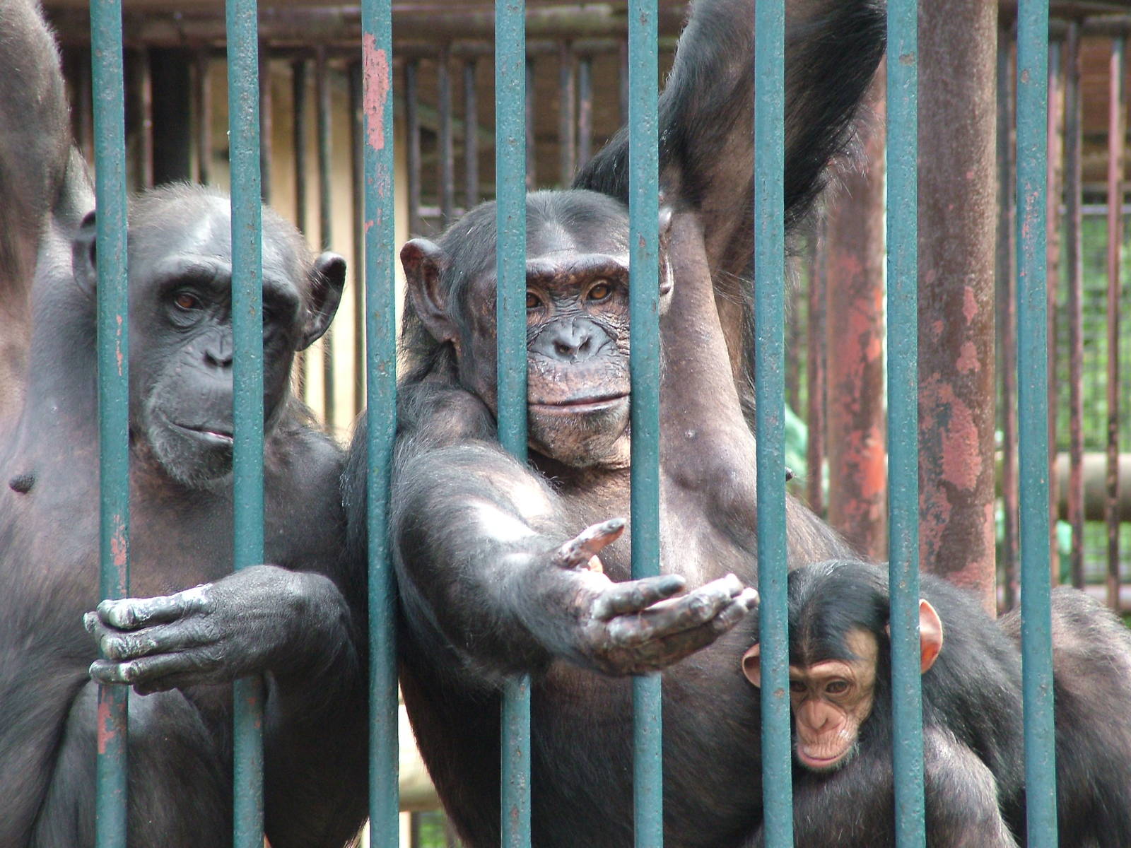 Chimps begging at Ostrava, 29/05/10