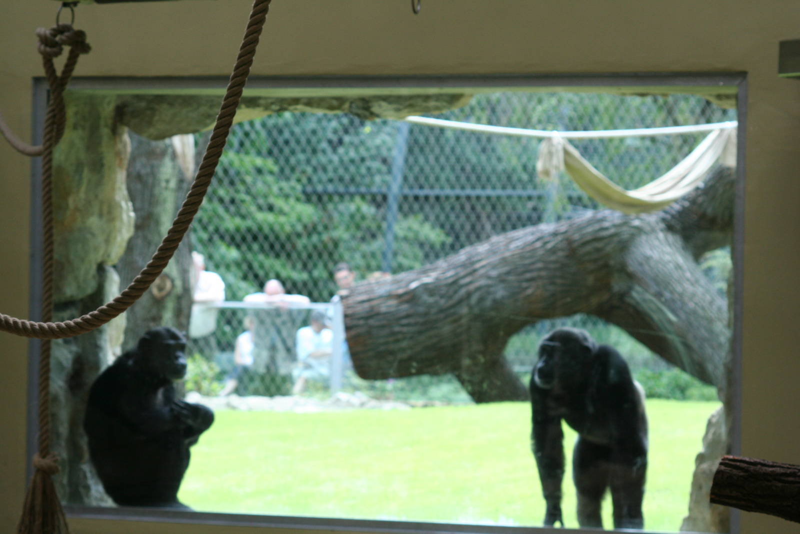 Chimps  - Berlin July 08