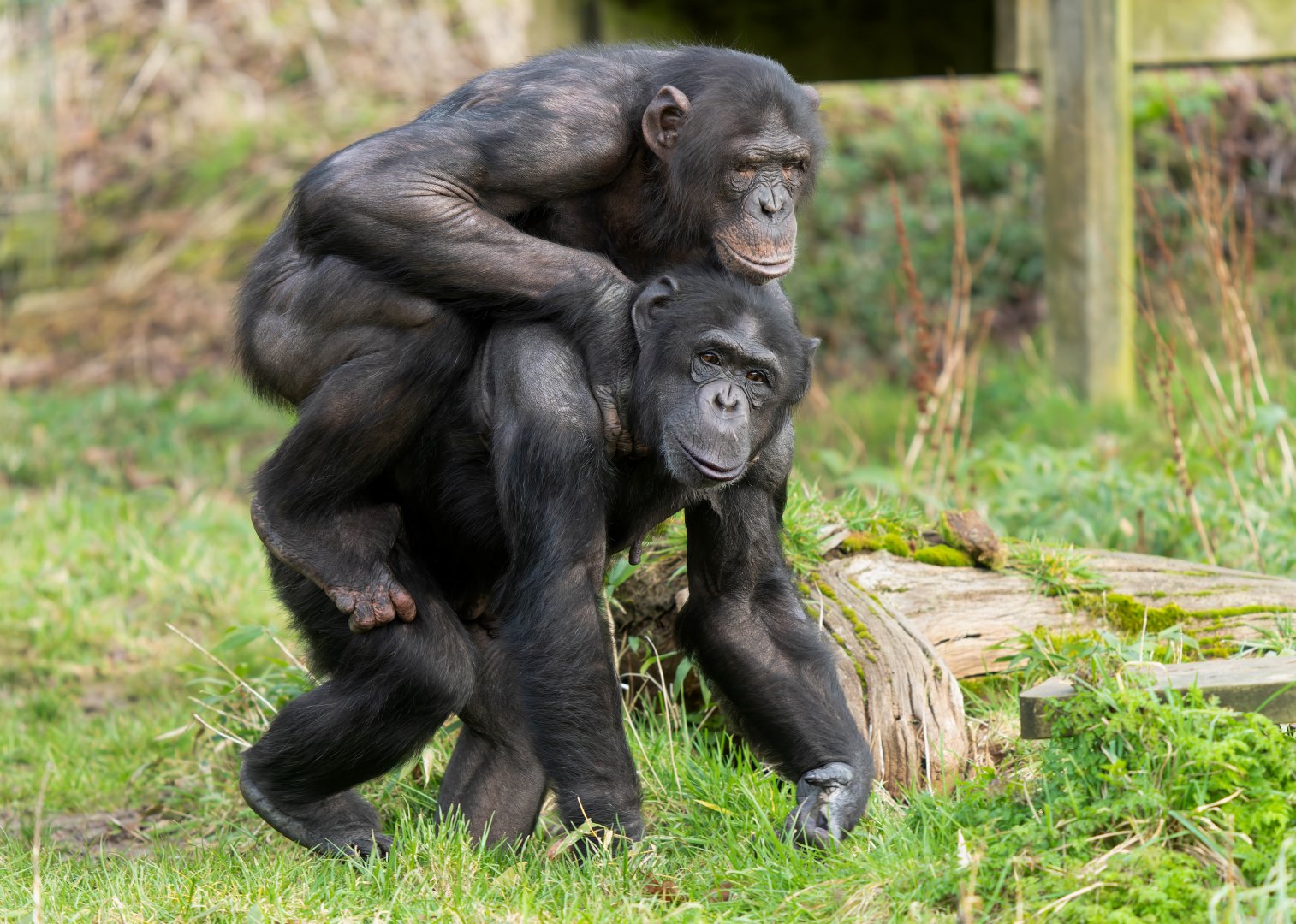 Chimps (Bonnie and Elvis), ZSL Whipsnade, UK