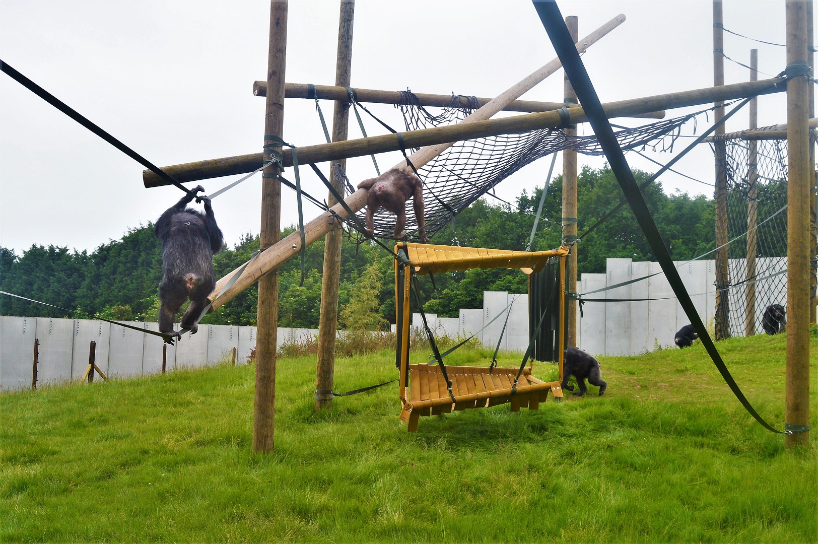Chimps in new enclosure
