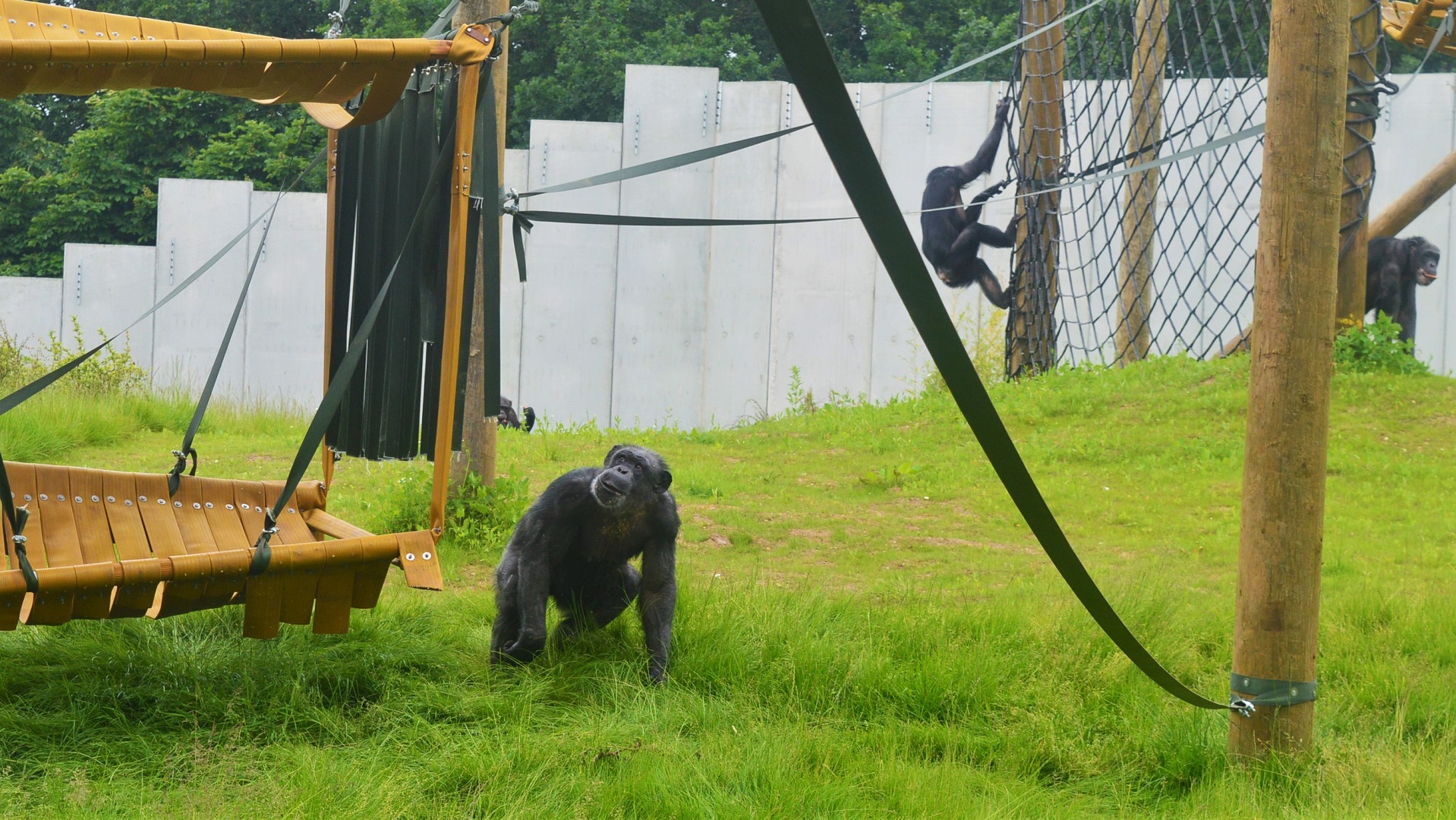 Chimps in new enclosure