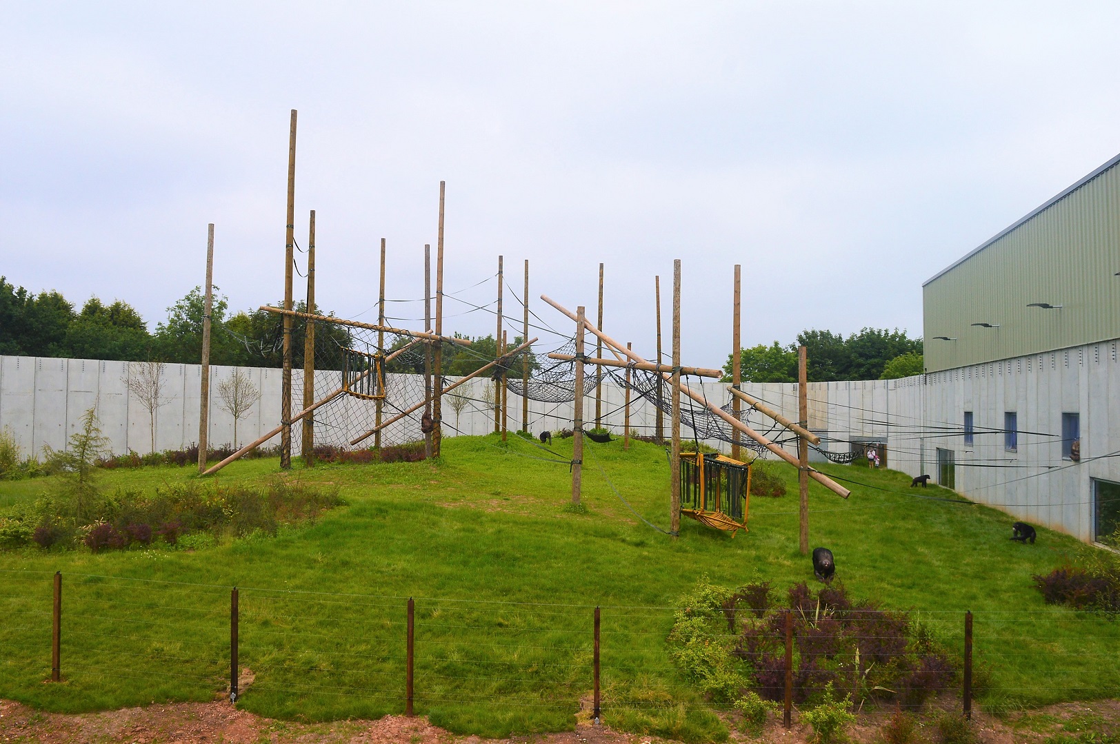 Chimps in new outdoor area