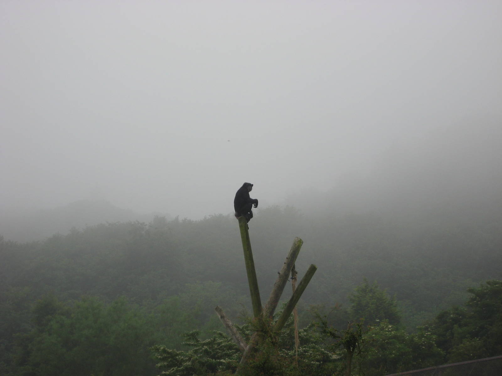 Chimps in the mist - Belfast zoo