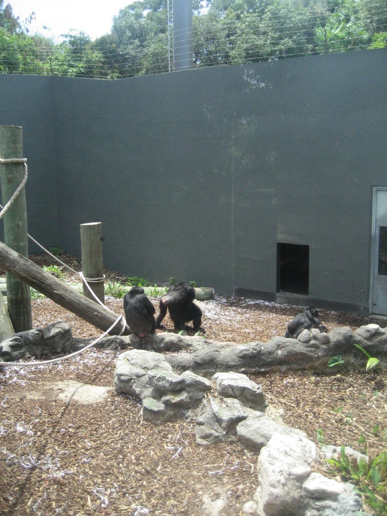 Chimps in the Orang enclosure