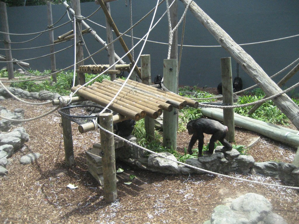 Chimps in the Orang enclosure