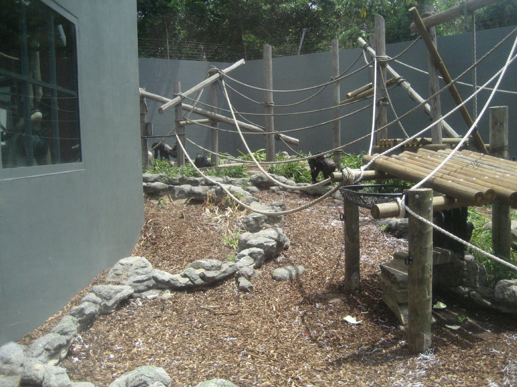 Chimps in the Orang enclosure
