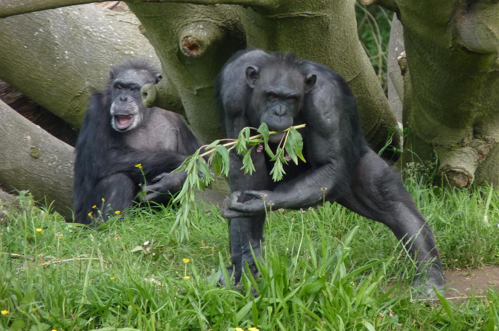 Chimps, June 2012