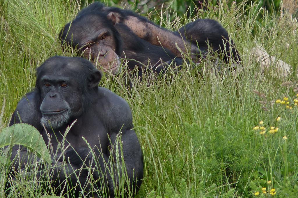 Chimps, June 2012