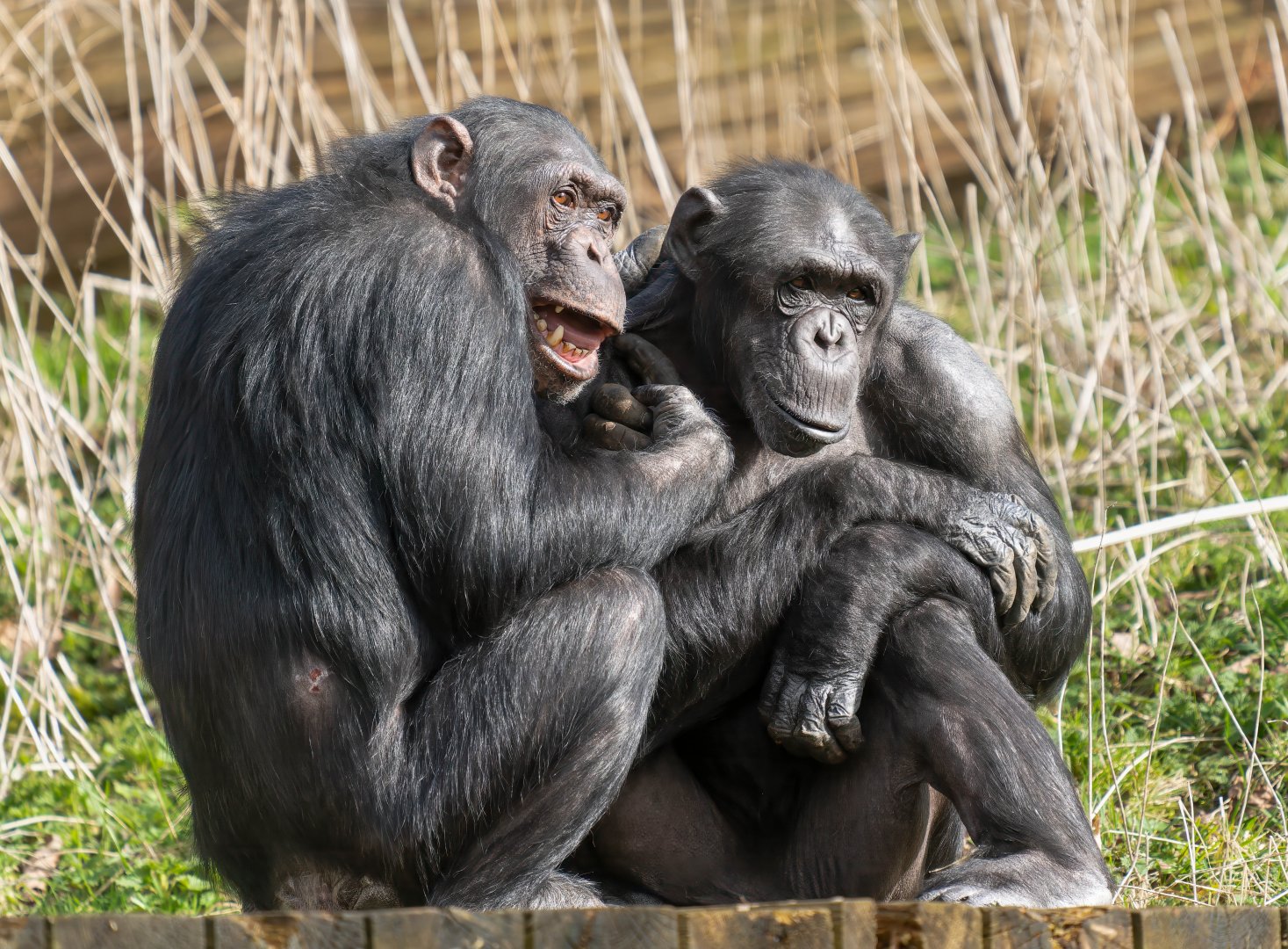 Chimps (Phil and Bonnie), ZSL Whipsnade