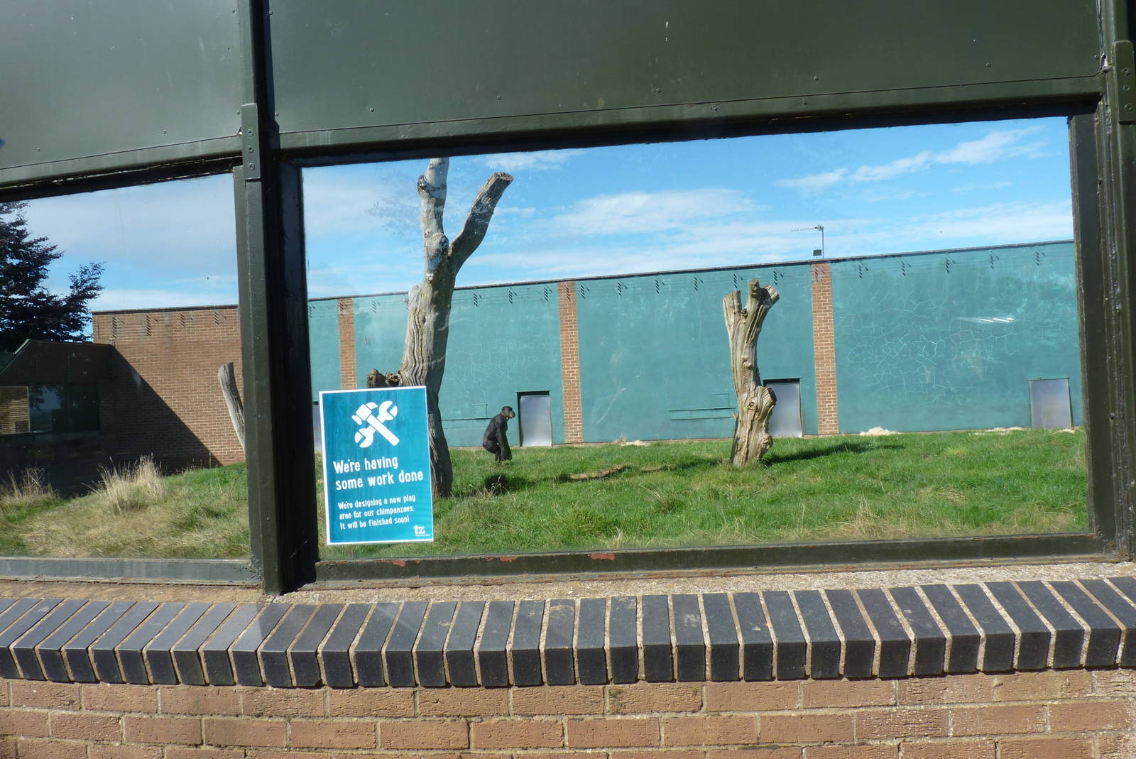 Chimps, September 2016