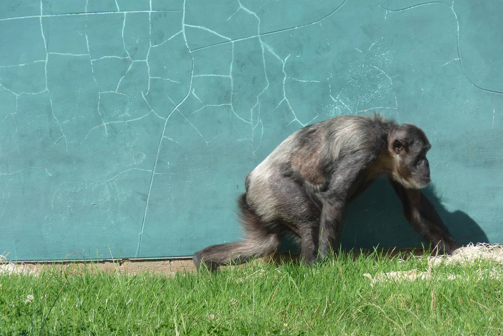 Chimps, September 2016