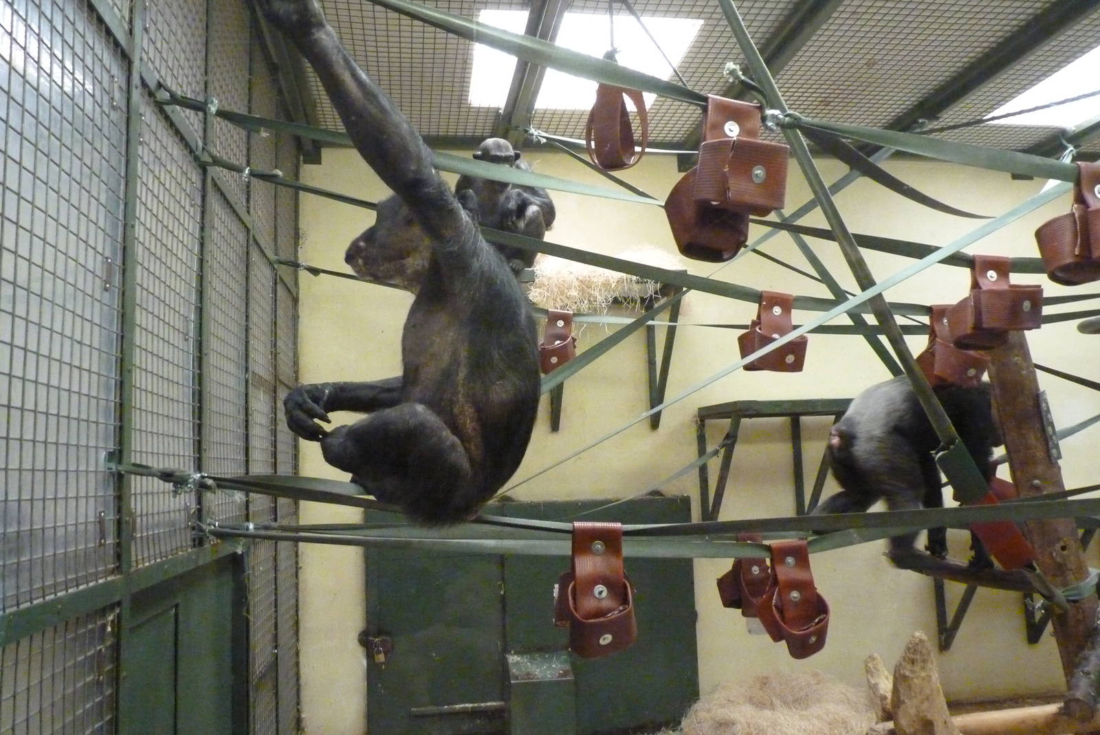 Chimps, September 2016