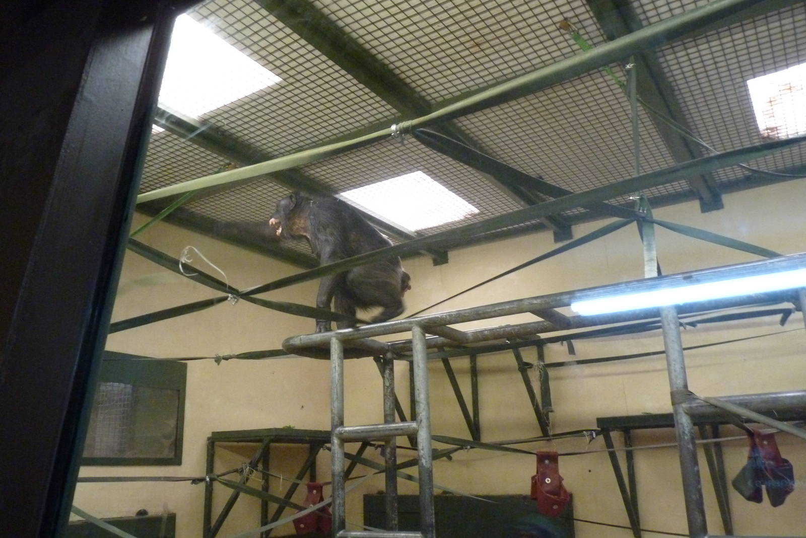 Chimps, September 2016