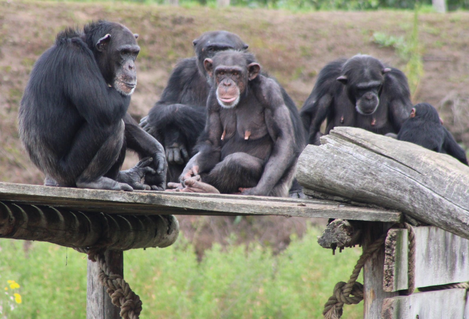 Chimps with youngster