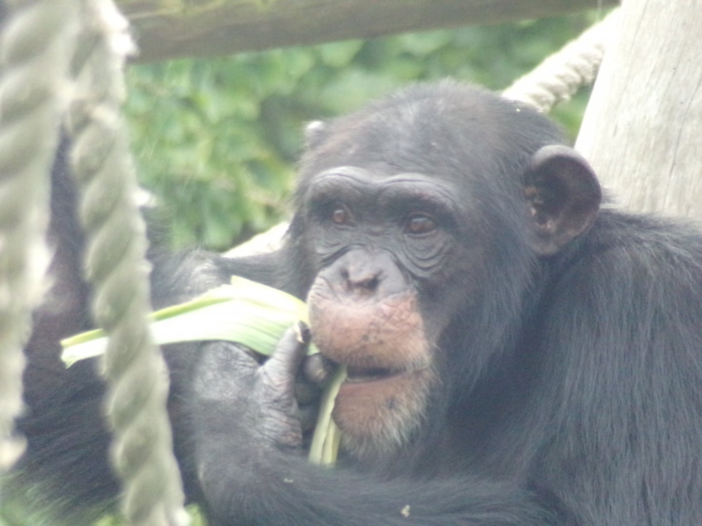 Chimps youngster “Velu” 14.8.23
