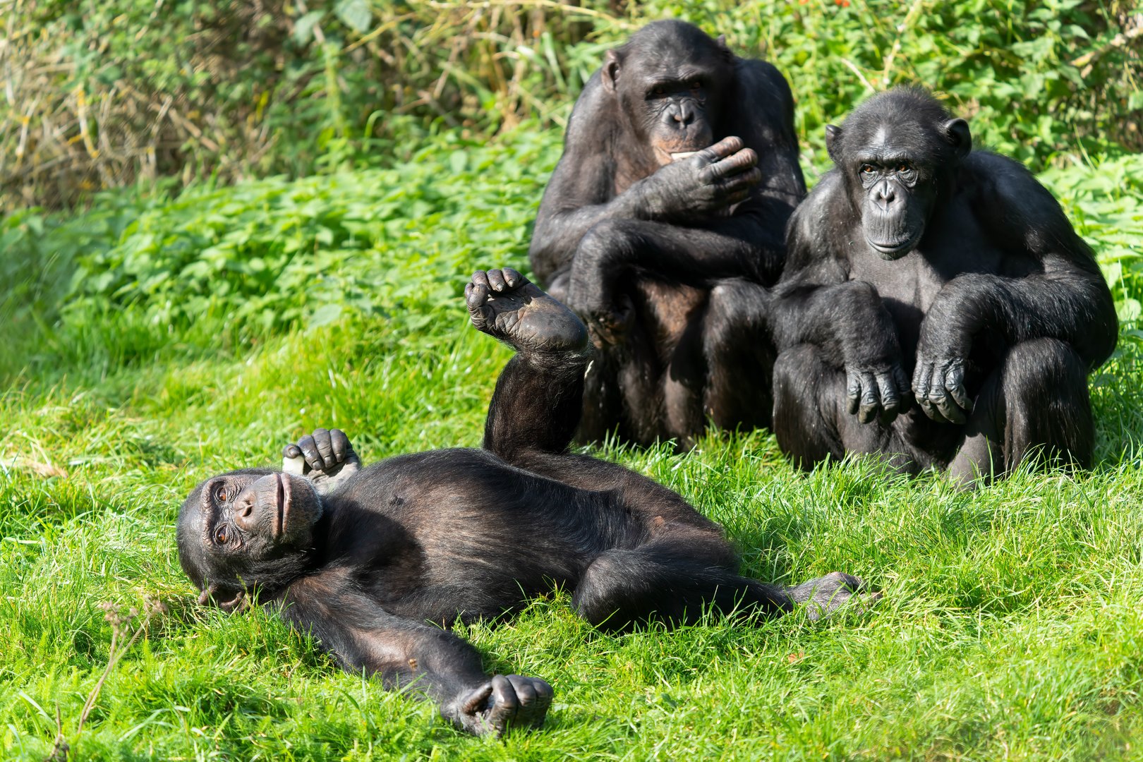 Chimps, ZSL Whipsnade