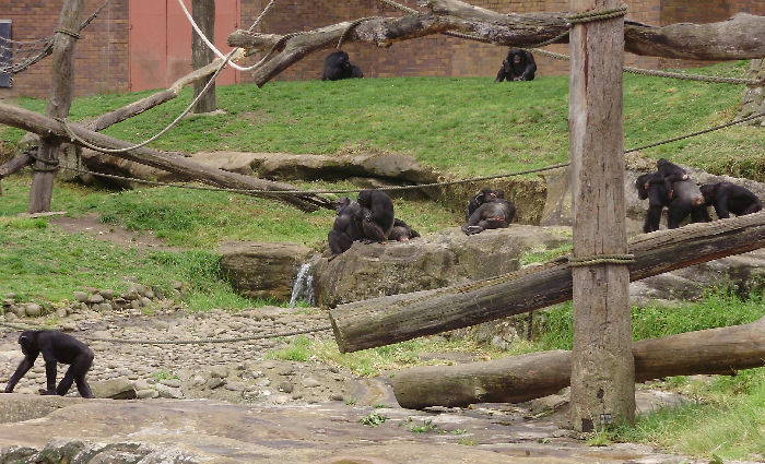 Chimps.