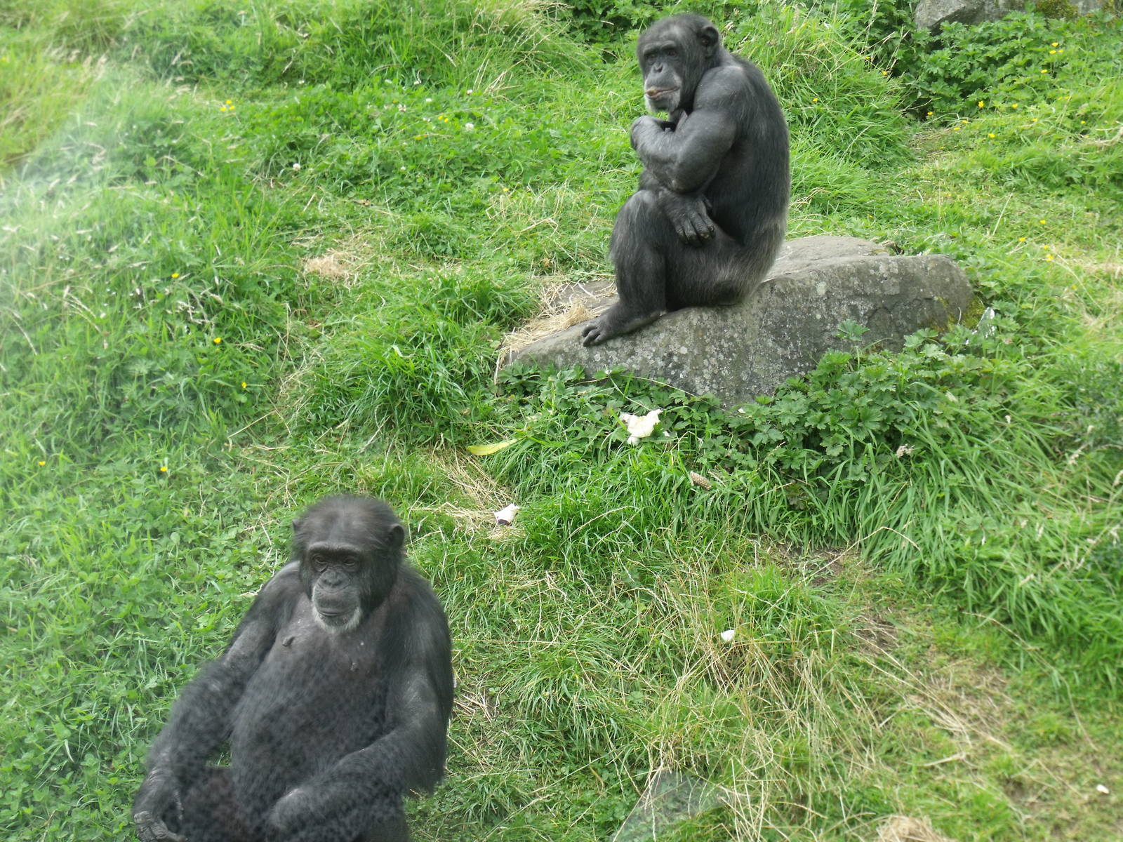Chimps