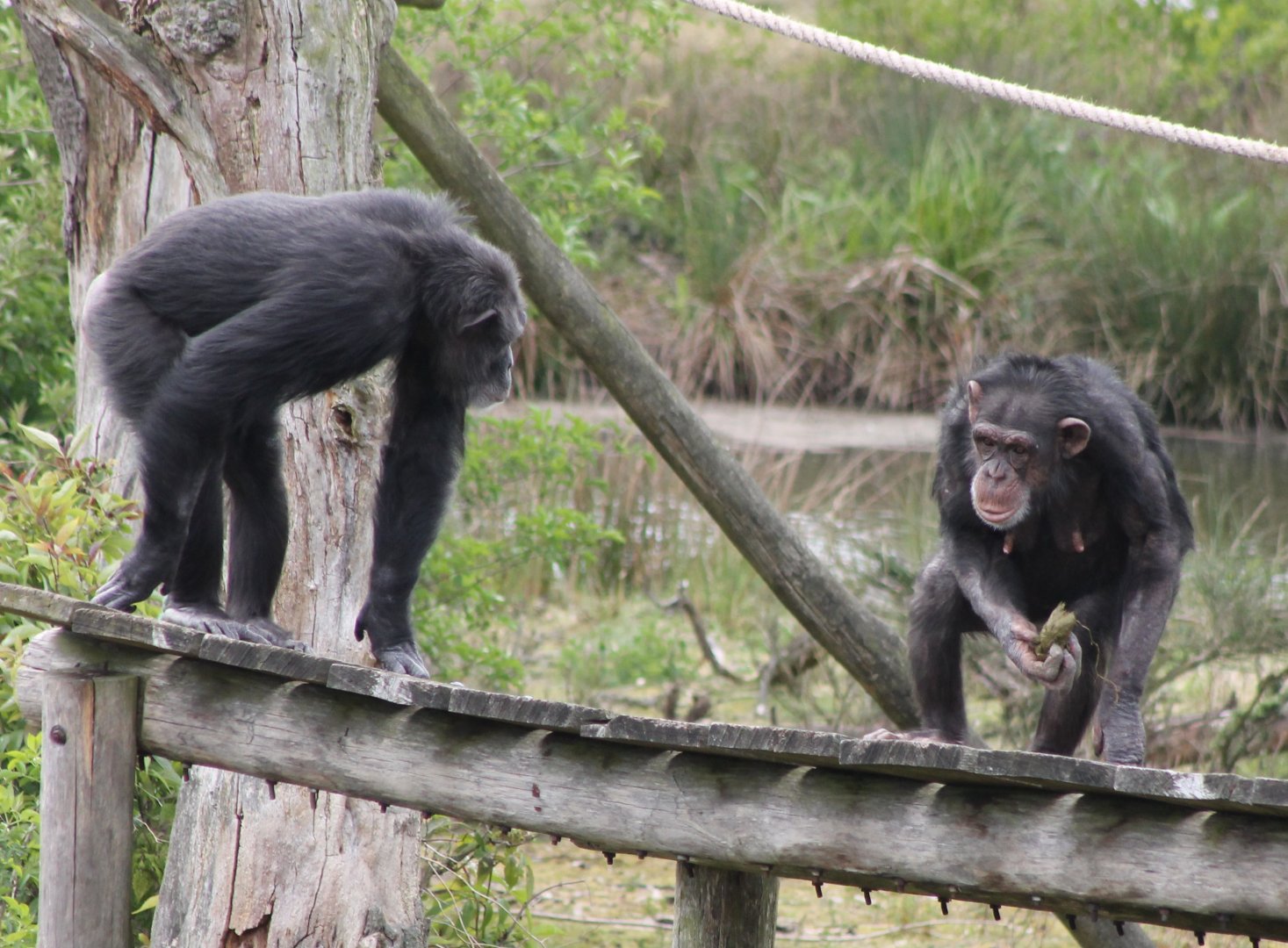 Chimps