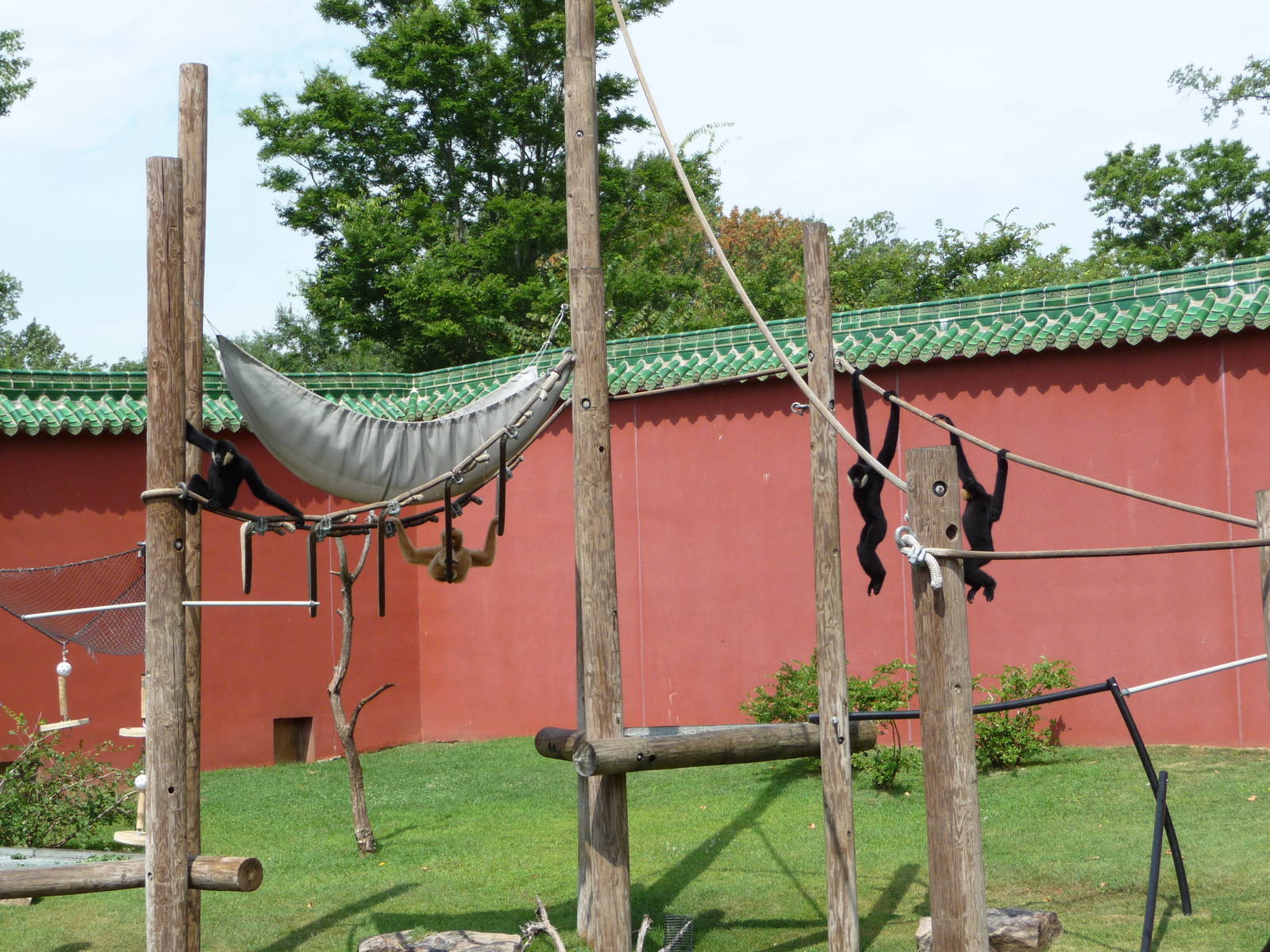 CHINA - 4 White-Cheeked Gibbons