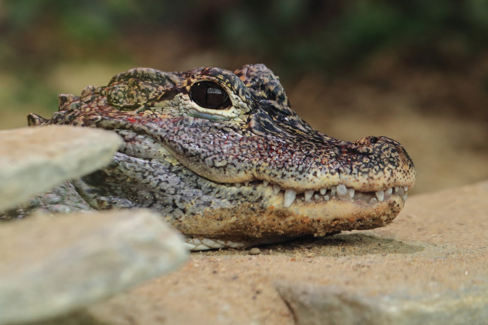 China alligator (July 2020)