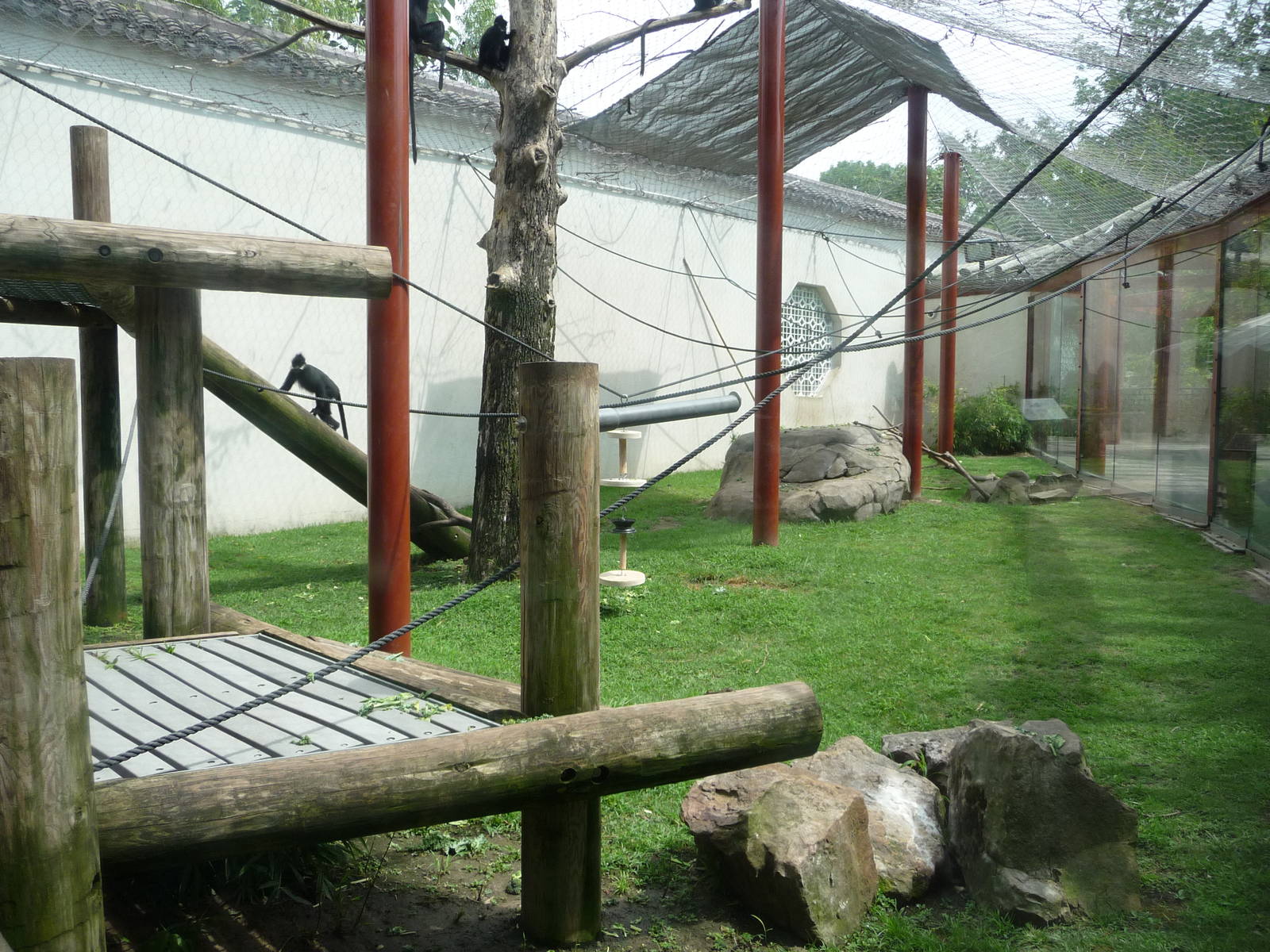 CHINA - Francois Langur Exhibit