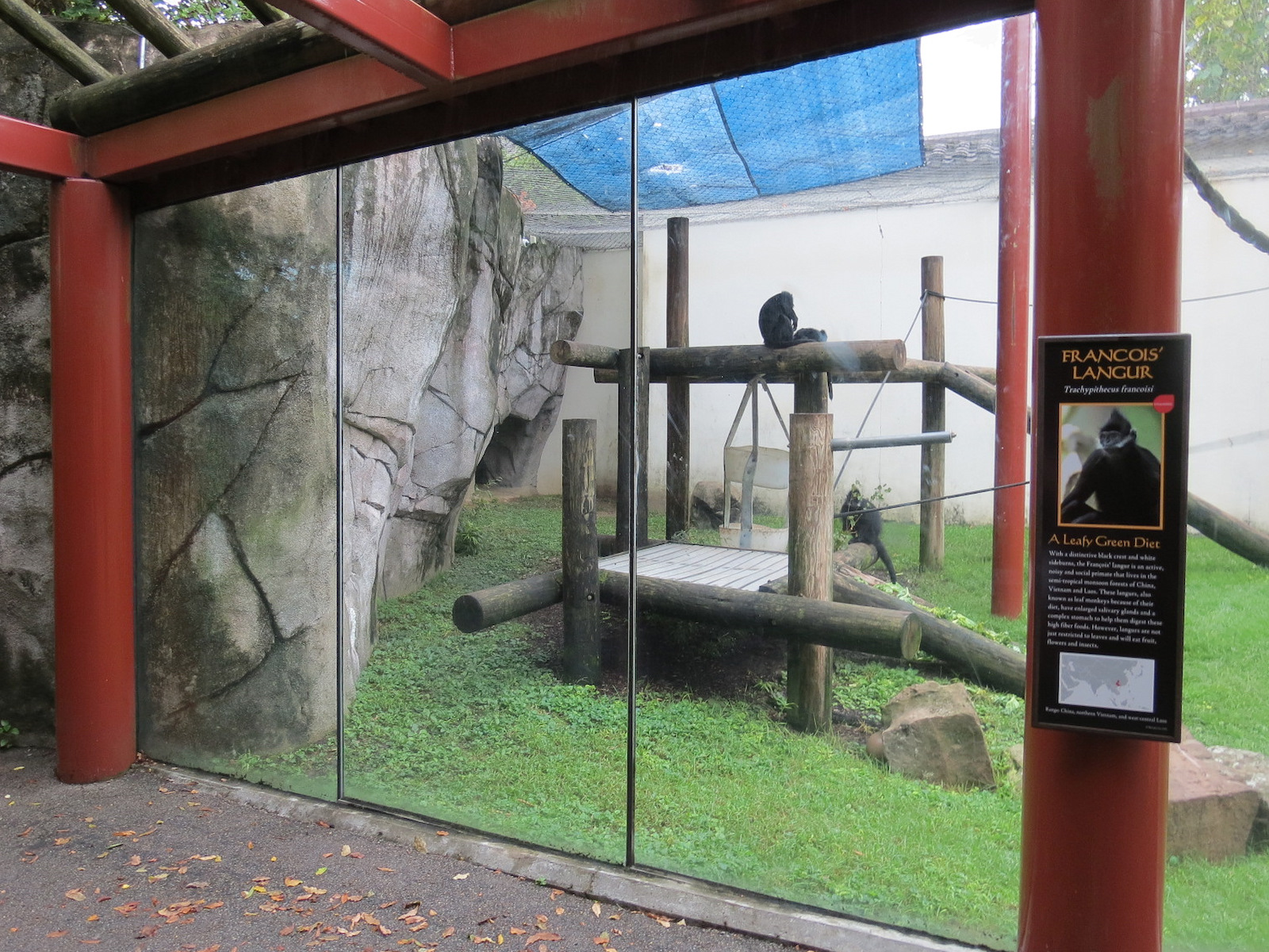 CHINA - Francois' Langur Exhibit