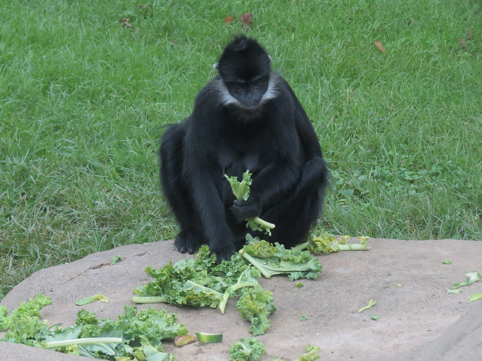 CHINA - Francois' Langur Exhibit