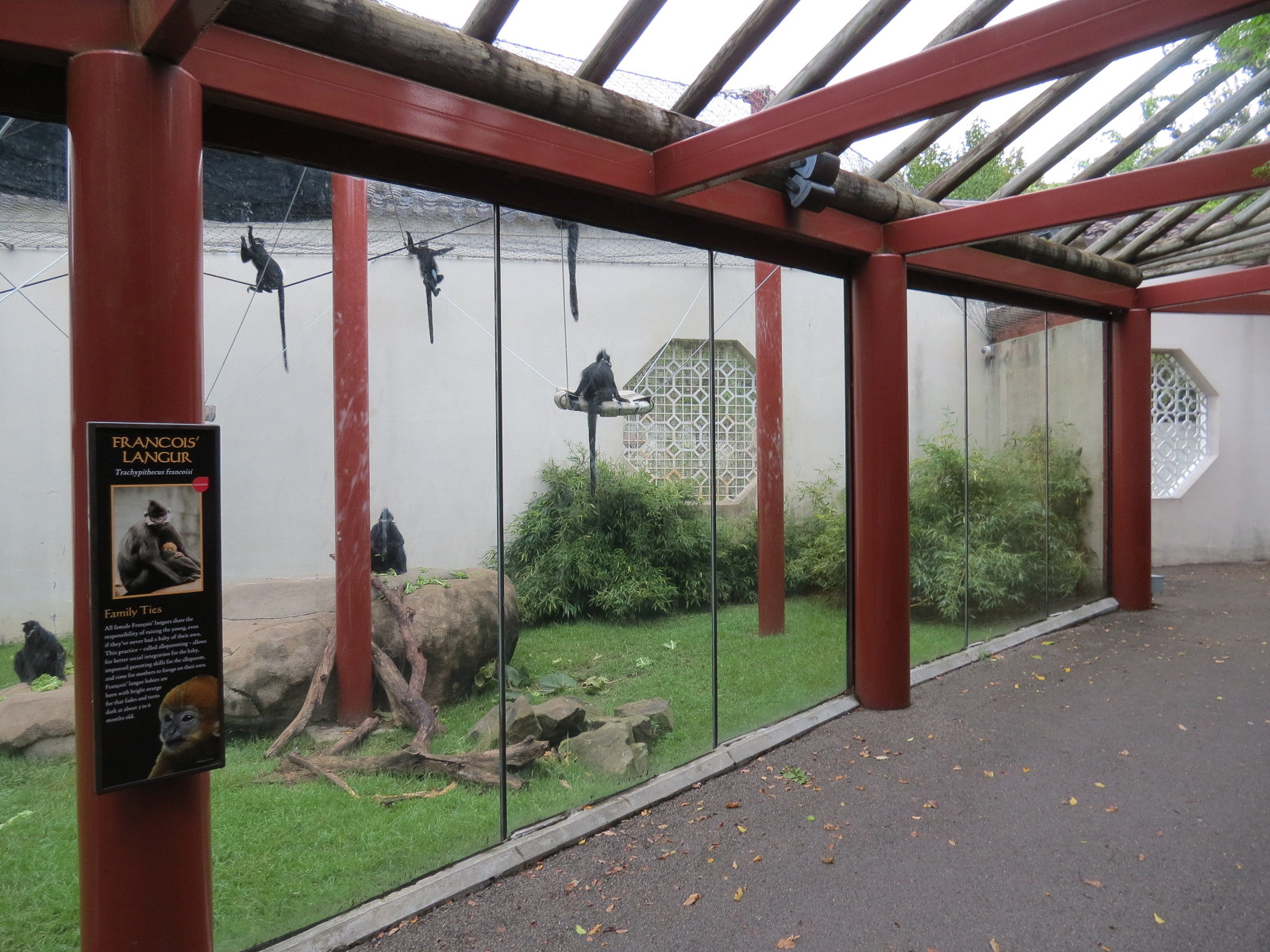 CHINA - Francois' Langur Exhibit