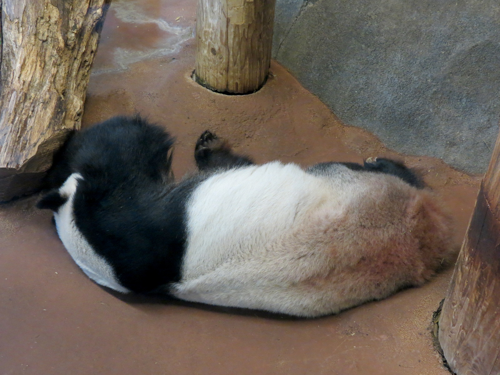 CHINA - Giant Panda Indoor Bedroom 1