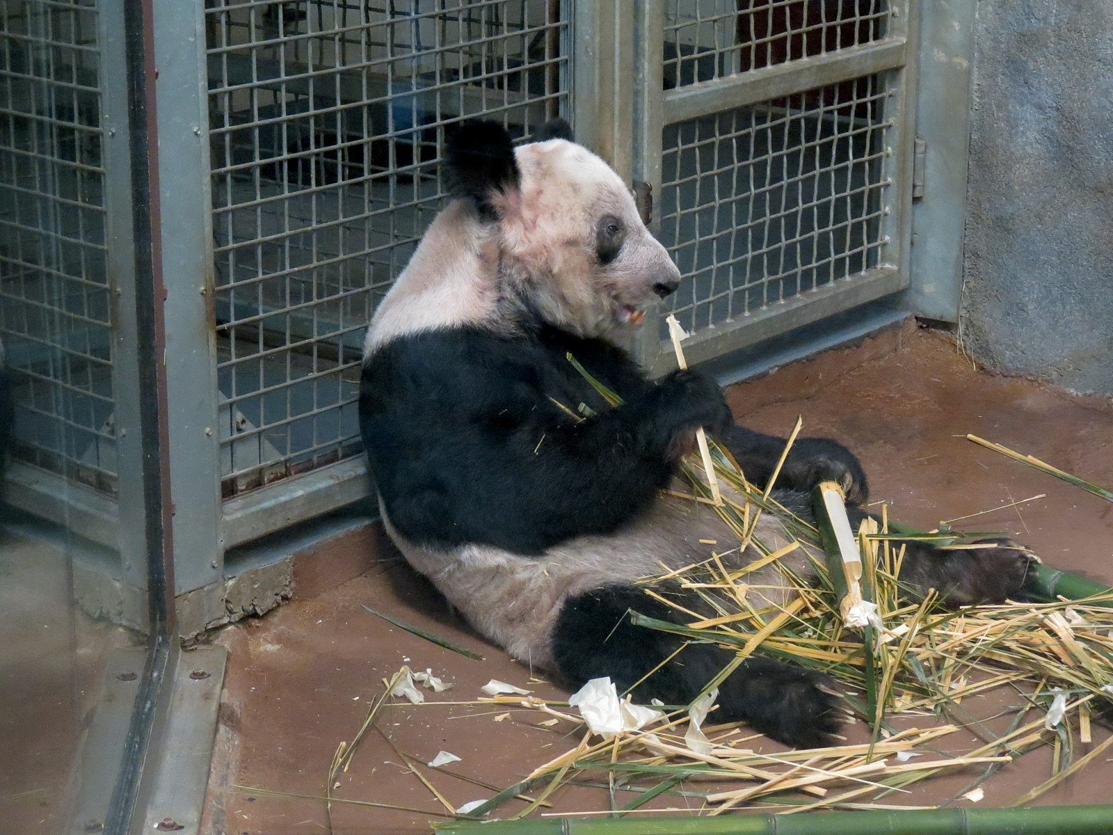 CHINA - Giant Panda Indoor Bedroom 2