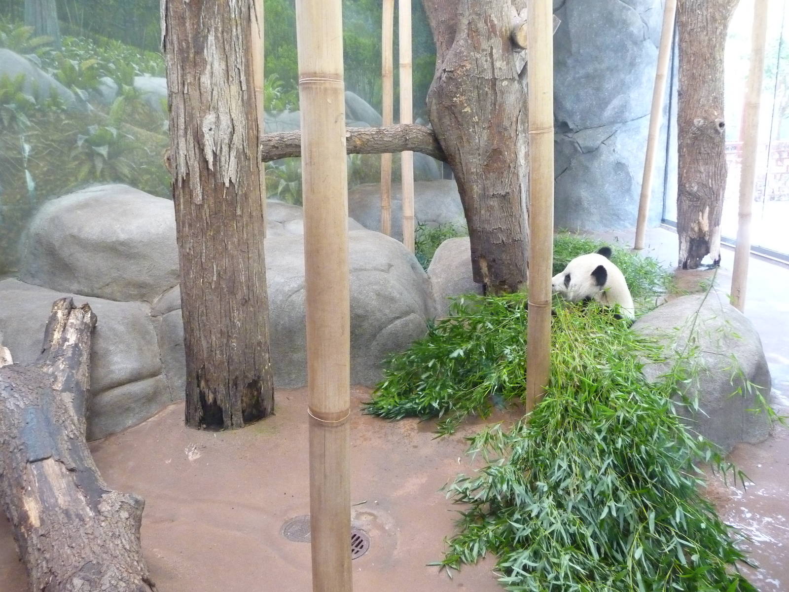 CHINA - Giant Panda Indoor Exhibit