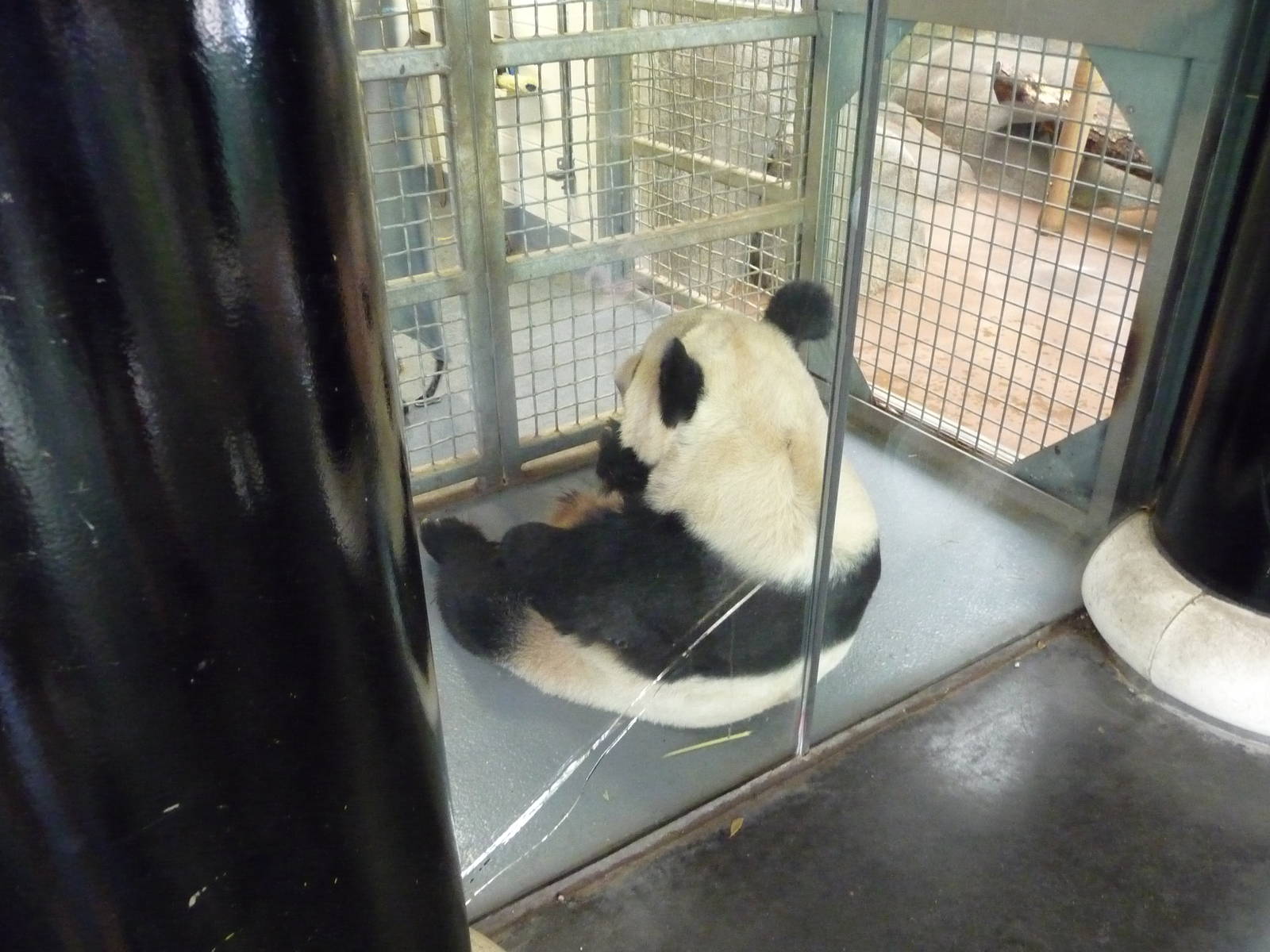 CHINA - Giant Panda Training Wall
